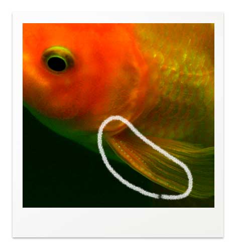 おいぼしの例　金魚　オランダ