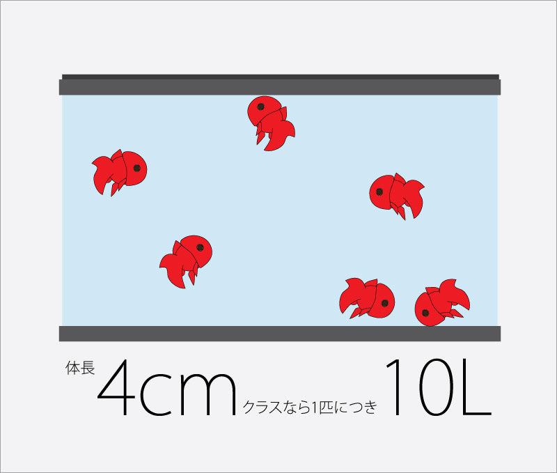 金魚のサイズと水量_10L